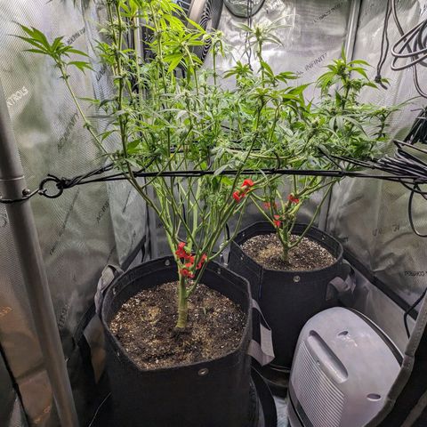 Pablos Revenge  growlog photo: Before and after of the trim