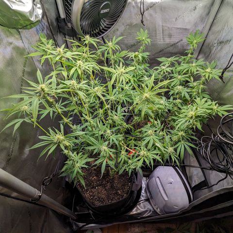 Pablos Revenge  growlog photo: Before and after of the trim