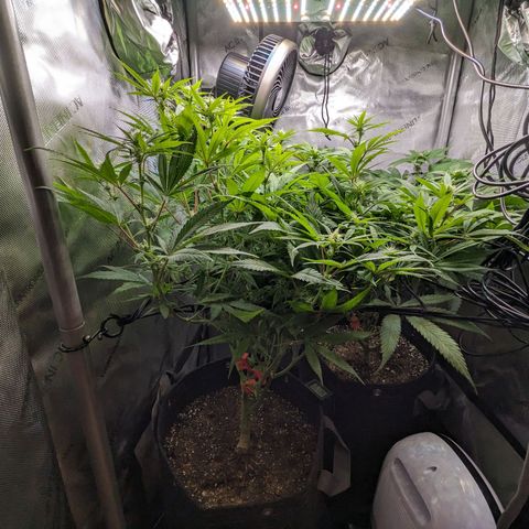 Pablos Revenge  growlog photo: Before and after of the trim