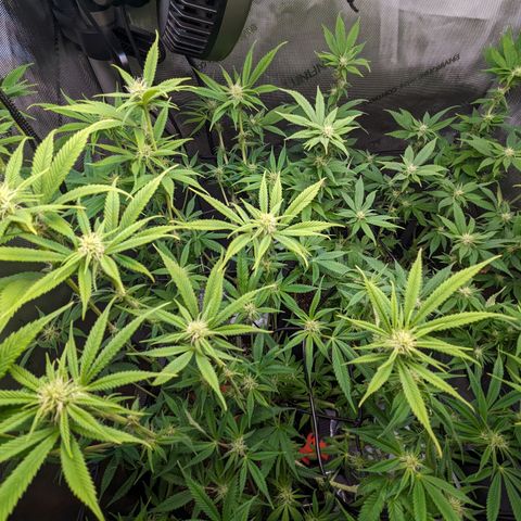 Pablos Revenge  growlog photo: There morning after