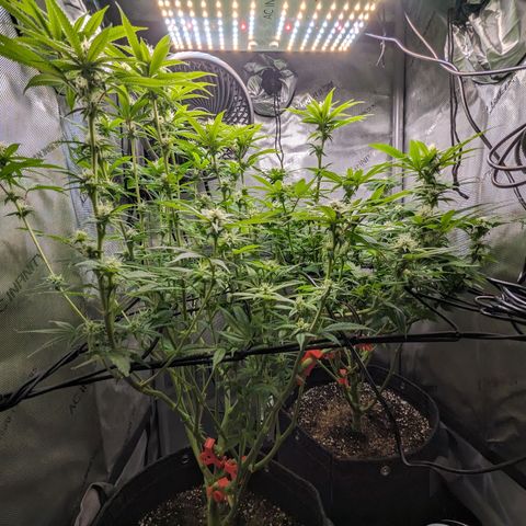 Pablos Revenge  growlog timeline photo