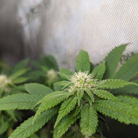 Pablos Revenge  growlog timeline photo