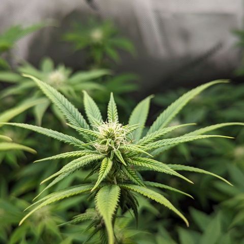 Pablos Revenge  growlog timeline photo