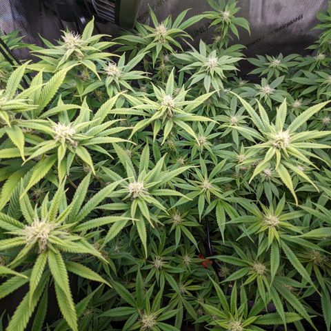 Pablos Revenge  growlog timeline photo