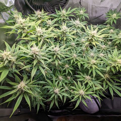 Pablos Revenge  growlog photo: Surprise. Pablo Revenge is in the back right and Fruity Pebbles in the front left. 

Second nug shot is the Pablo Revenge. 