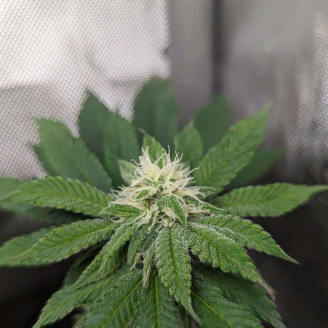 Pablos Revenge  growlog photo: Surprise. Pablo Revenge is in the back right and Fruity Pebbles in the front left. 

Second nug shot is the Pablo Revenge. 