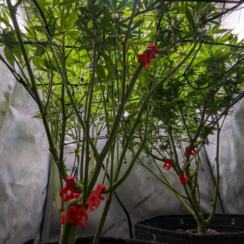 Pablos Revenge  growlog photo: Surprise. Pablo Revenge is in the back right and Fruity Pebbles in the front left. 

Second nug shot is the Pablo Revenge. 