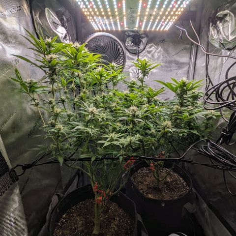 Pablos Revenge  growlog photo: Surprise. Pablo Revenge is in the back right and Fruity Pebbles in the front left. 

Second nug shot is the Pablo Revenge. 