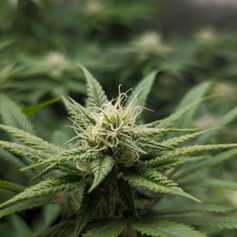 Pablos Revenge  growlog photo: Surprise. Pablo Revenge is in the back right and Fruity Pebbles in the front left. 

Second nug shot is the Pablo Revenge. 