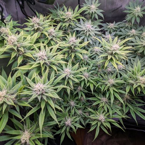 Pablos Revenge  growlog timeline photo