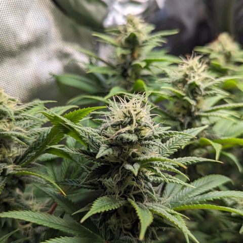 Pablos Revenge  growlog timeline photo