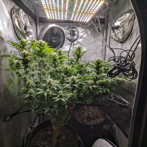 Pablos Revenge  growlog timeline photo