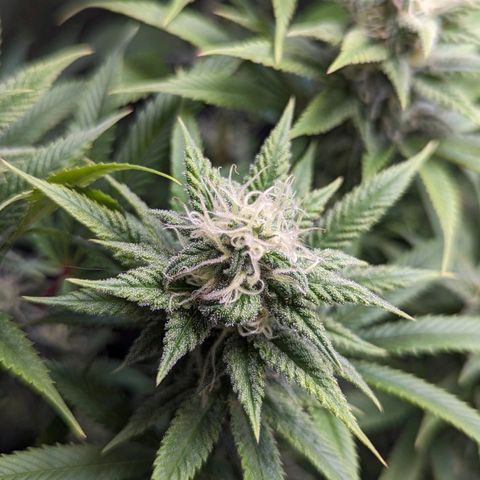 Pablos Revenge  growlog timeline photo