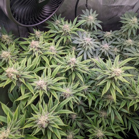 Pablos Revenge  growlog timeline photo