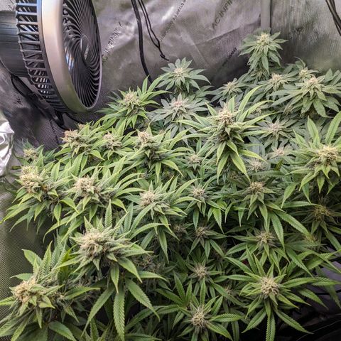 Pablos Revenge  growlog timeline photo