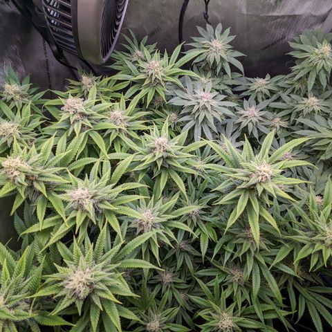 Pablos Revenge  growlog timeline photo