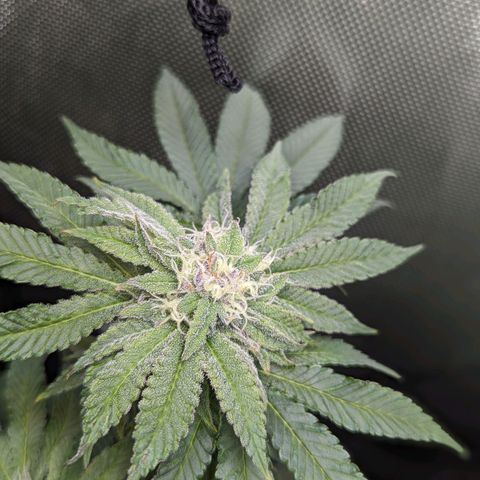 Pablos Revenge  growlog timeline photo