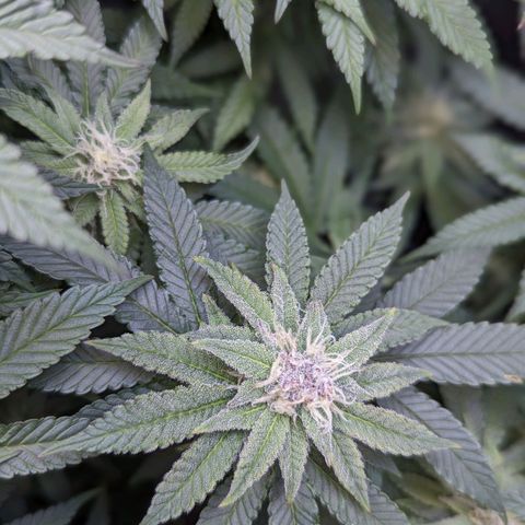 Pablos Revenge  growlog timeline photo