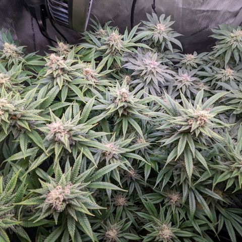 Pablos Revenge  growlog photo: Longer pistils are the fruity pebbles. The tighter, more purple nugs are Pablo's revenge