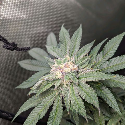 Pablos Revenge  growlog photo: Longer pistils are the fruity pebbles. The tighter, more purple nugs are Pablo's revenge