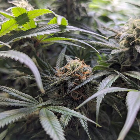 Pablos Revenge  growlog photo: Longer pistils are the fruity pebbles. The tighter, more purple nugs are Pablo's revenge