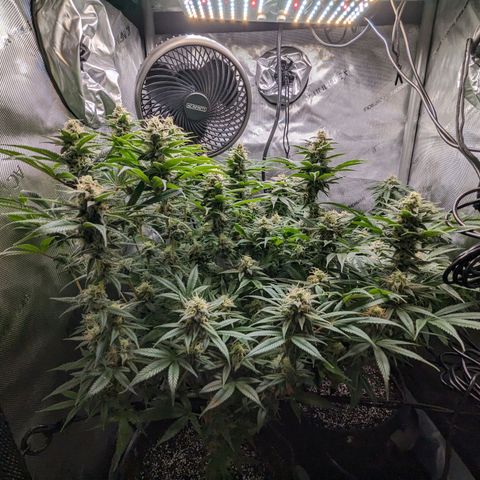 Pablos Revenge  growlog photo: Longer pistils are the fruity pebbles. The tighter, more purple nugs are Pablo's revenge