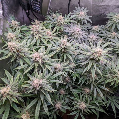 Pablos Revenge  growlog photo: Longer pistils are the fruity pebbles. The tighter, more purple nugs are Pablo's revenge