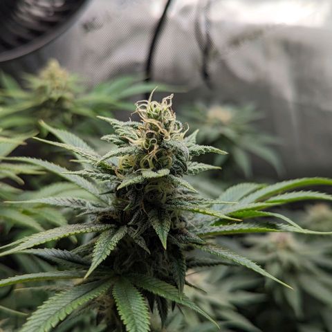 Pablos Revenge  growlog photo: Longer pistils are the fruity pebbles. The tighter, more purple nugs are Pablo's revenge