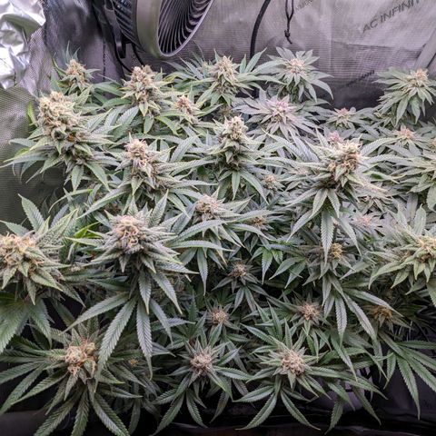 Pablos Revenge  growlog timeline photo