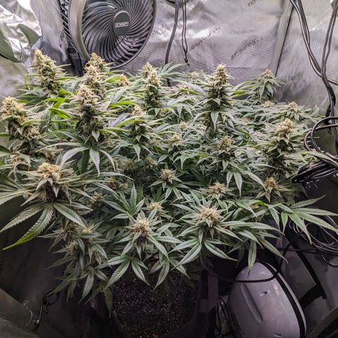 Pablos Revenge  growlog timeline photo