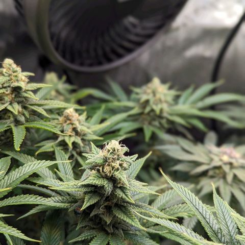 Pablos Revenge  growlog timeline photo