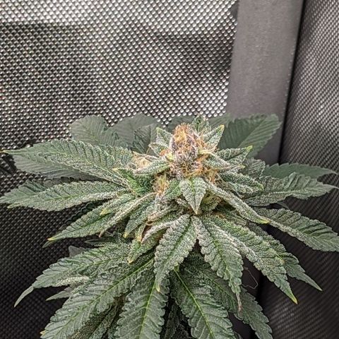 Pablos Revenge  growlog timeline photo