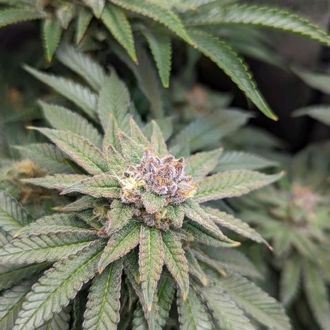 Pablos Revenge  growlog timeline photo