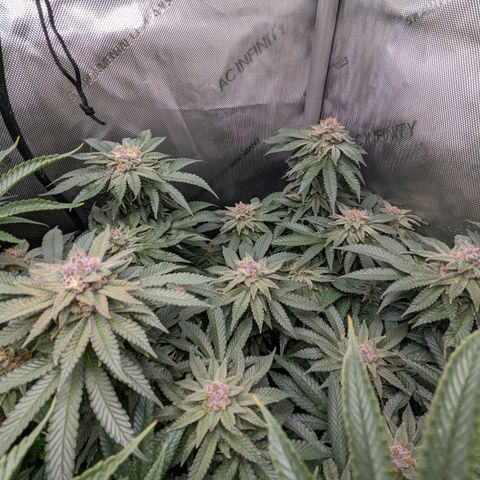 Pablos Revenge  growlog timeline photo