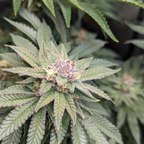 Pablos Revenge  growlog timeline photo