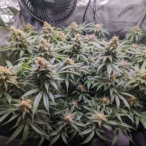Pablos Revenge  growlog timeline photo