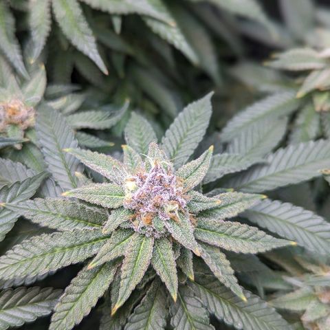 Pablos Revenge  growlog timeline photo