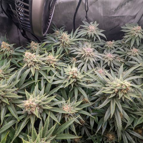 Pablos Revenge  growlog timeline photo
