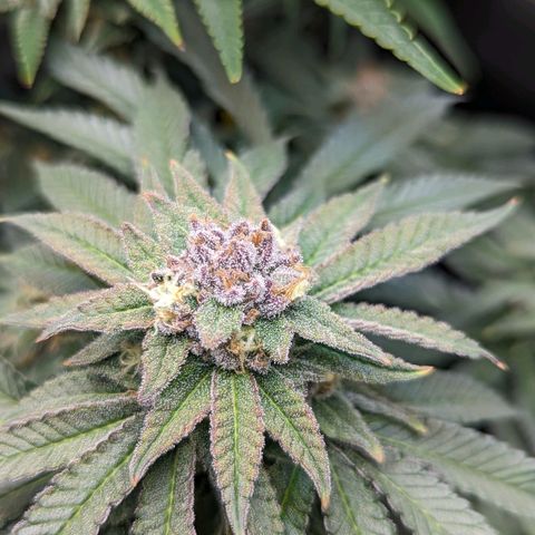 Pablos Revenge  growlog timeline photo