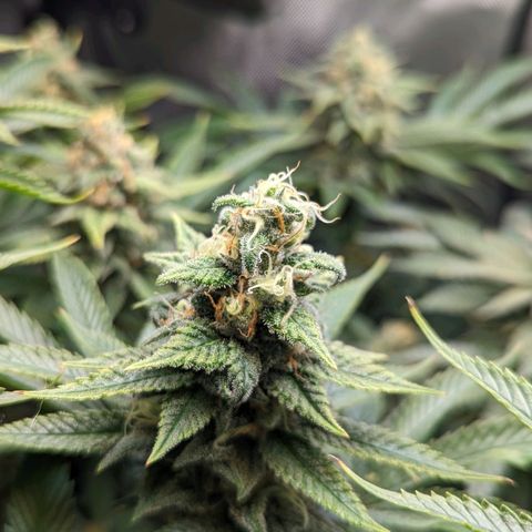 Pablos Revenge  growlog timeline photo
