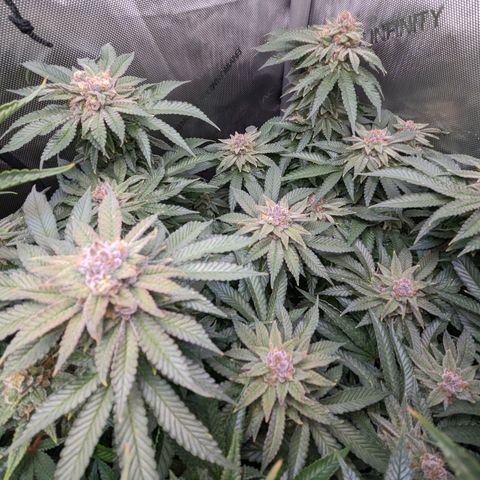 Pablos Revenge  growlog timeline photo