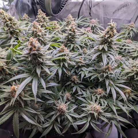 Pablos Revenge  growlog timeline photo