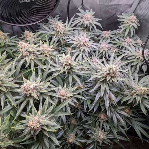 Pablos Revenge  growlog timeline photo