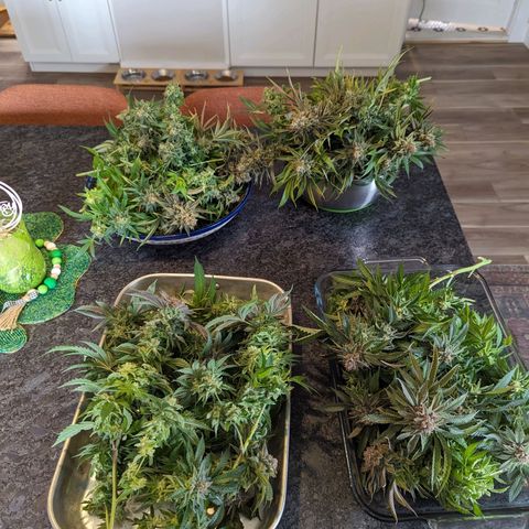 Pablos Revenge  growlog timeline photo