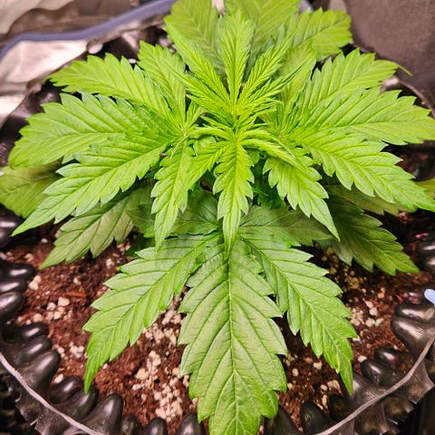 Do-Si-Dos 2 growlog timeline photo