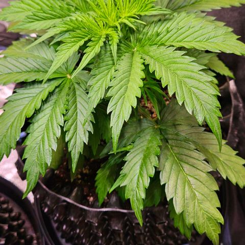 Do-Si-Dos 2 growlog timeline photo