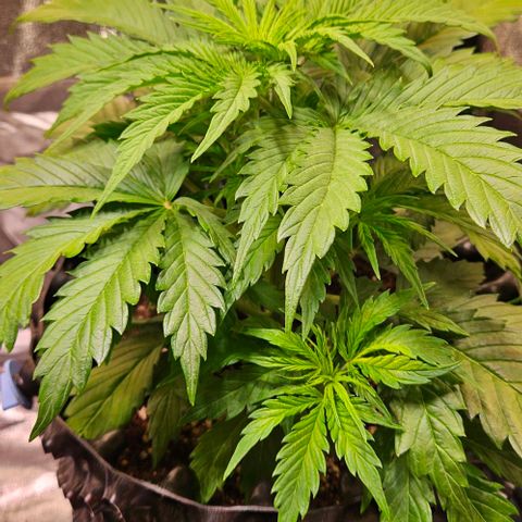 Do-Si-Dos 2 growlog timeline photo