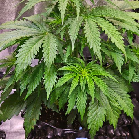 Do-Si-Dos 2 growlog timeline photo