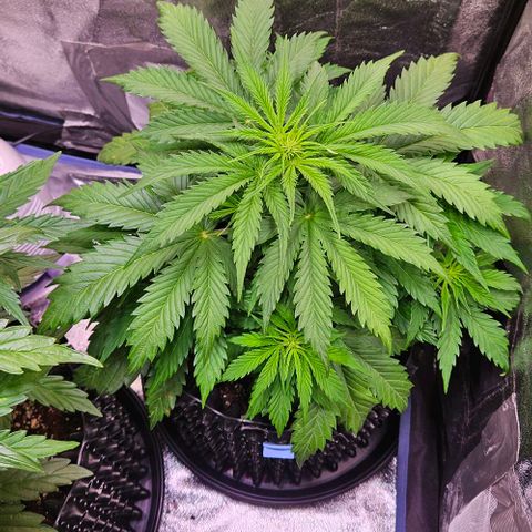Do-Si-Dos 2 growlog timeline photo