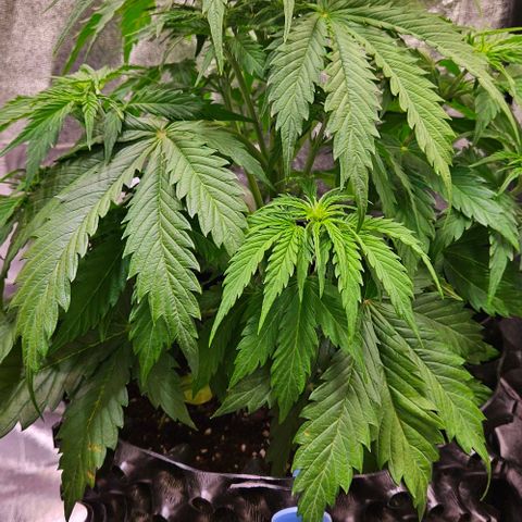 Do-Si-Dos 2 growlog timeline photo